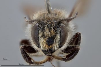 Media type: image;   Entomology 791130 Aspect: head frontal view